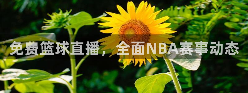 龙门直播下载：免费篮球直播，全面NBA赛事动态