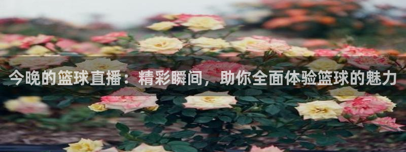 nba龙门直播免费观看：今晚的篮球直播：精彩瞬间，助你全面体验篮球的魅力